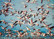 Oiseaux - Flamants Roses - Camargue - Flamingos - CPM - Voir Scans Recto-Verso - Vögel