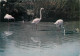 Oiseaux - Flamants Roses - Camargue - Flamingos - CPM - Voir Scans Recto-Verso - Vögel