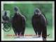 GIBRALTAR (2024) Carte Maximum Card - Birds Of Prey - Black Vulture, Coragyps Atratus, Urubu Noir, Rabengeier, Buitre - Gibraltar