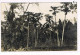 Rare Carte Photo. Mexique. Plantation De Café De San Patricio. Papayers âgés.  (027) - Cultivation