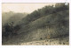 Rare Carte Photo. Mexique. Plantation De Café De San Patricio. Champ De Chicorée Au Potrero De La Cruz.   (033) - Landwirtschaftl. Anbau