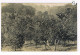 Rare Carte Photo. Mexique. Plantation De Café De San Patricio. Un Coin Du Cafétal. Le Sampallo.    (035) - Landbouw