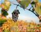 Vignes - Raisins - CPM - Carte Neuve - Voir Scans Recto-Verso - Vines