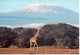 Carte Double Girafe - Kilimanjaro (Tanzanie) - Jirafas