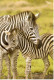 Carte Double World Children's Fund - Zèbres - Zebras