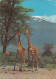 TANZANIA - Giraffe With Mt Kilimanjaro In Background 1972 - Tanzanía