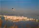 Oiseaux - Flamants Roses - Camargue - Flamingos - CPM - Voir Scans Recto-Verso - Vögel