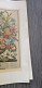 Delcampe - Gravures Florales Du XIX Siècle - Impression D'art Vintage Fleurs - 12 Mois - Grossformat : 1961-70