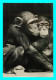 A745 / 321 Chimpanzé N° 55 - Monkeys