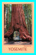 A758 / 591 YOSEMITE Wawona Tree ( Voiture ) - Yosemite