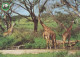 GIRAFFE Animals Vintage Postcard CPSM #PBS961.GB - Jirafas