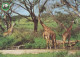 GIRAFFE Animals Vintage Postcard CPSM #PBS961.GB - Girafes