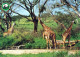 GIRAFFE Animals Vintage Postcard CPSM #PBS961.GB - Giraffes