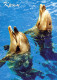Dolphins Animals Vintage Postcard CPSM #PBS678.GB - Delfines