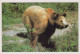 BEAR Animals Vintage Postcard CPSM #PBS245.GB - Osos