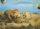 LION GROS CHAT Animaux Vintage Carte Postale CPSM #PAM012.FR - Leones