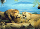 LION GROS CHAT Animaux Vintage Carte Postale CPSM #PAM012.FR - Lions