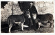 BURRO Animales Vintage Antiguo CPA Tarjeta Postal #PAA193.ES - Burros