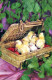 PASCUA POLLO HUEVO Vintage Tarjeta Postal CPA #PKE073.ES - Easter