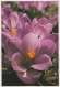 FLOWERS Vintage Ansichtskarte Postkarte CPSM #PAS480.DE - Fleurs