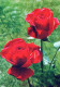 FLOWERS Vintage Ansichtskarte Postkarte CPSM #PAS120.DE - Fleurs