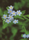 FLOWERS Vintage Ansichtskarte Postkarte CPSM #PAR278.DE - Fleurs
