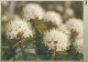 FLOWERS Vintage Ansichtskarte Postkarte CPSM #PAR519.DE - Fleurs