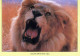 LEONE GRANDE GATTO Animale Vintage Cartolina CPSM #PAM014.IT - Lions