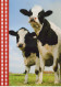 KUH Tier Vintage Ansichtskarte Postkarte CPSM #PBR833.DE - Kühe