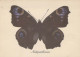 FARFALLA Animale Vintage Cartolina CPSM #PBS436.IT - Mariposas