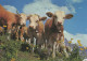 MUCCA Animale Vintage Cartolina CPSM #PBR834.IT - Vacas