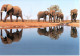 2 Cartes Doubles Pain Et Eau Pour L'Afrique - éléphants, Souimanga à Ventre Blanc - Autres & Non Classés