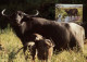 CM Campuchea/WWF 1986 Gaur Banteng Water Buffalo Kouprey - Cows