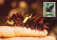 CM Papua New Guinea/WWF Protected Butterfly 1988 Queen Alexandra's Birdwing - Vlinders