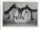 C5164/ 6 Rolling Ladies Rollschuh-Artisten Variete Zirkus Foto 50/60er Jahre  - Autres & Non Classés
