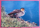 Visuel Très Peu Courant - 01 - Villars Les Dombes - Parc Ornithologique - Canard Des Philippines - Villars-les-Dombes