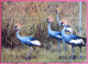 Visuel Très Peu Courant - 01 - Villars Les Dombes - Parc Ornithologique - Grues Couronnées - Villars-les-Dombes