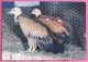 01 - Villars Les Dombes - Parc Ornithologique - Vautours Fauves De L'Inde - Villars-les-Dombes