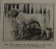 1906 L'EXPOSITION CANINE DE PARIS - LA VIE AU GRAND AIR - 1900 - 1949