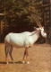Mitte Berlin Tierpark: Arabische Oryx-Antilope Ansichtskarte  DDR    1984 - Mitte