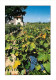 Vignes - Arrière-Pays Méditerranéen - Vigne Et Cabanon - CPM - Carte Neuve - Voir Scans Recto-Verso - Vignes