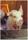Varken - Pig - Porc - Schwein - Varkens