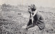 B25. Reprinted Postcard. Picking Cranberries, Long Beach, Washington. 1930's - Sonstige & Ohne Zuordnung