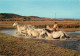 Animaux - Chevaux - Camargue - Manade De Chevaux Traversant Les Marais - Carte Neuve - CPM - Voir Scans Recto-Verso - Chevaux