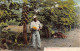 Panamá - The Papaya Tree - Publ. I. L. Maduro Jr. 187 - Panamá