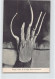 China - Finger Nails Of A High Class Chinaman - Publ. M. Sternberg 1414 - Chine