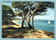 CP 83 - Porquerolles - Plage De Courtade - Porquerolles