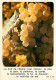 Vignes - Grappe De Raisin Blanc - CPM - Voir Scans Recto-Verso - Vigne