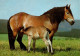 H1497 - Pferd Fohlen Horses - Planet Verlag DDR - Chevaux