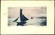 1909-imbarcazioni A Vela Cartolina Viaggiata Disegnatore Vittore Vittori - Fishing Boats